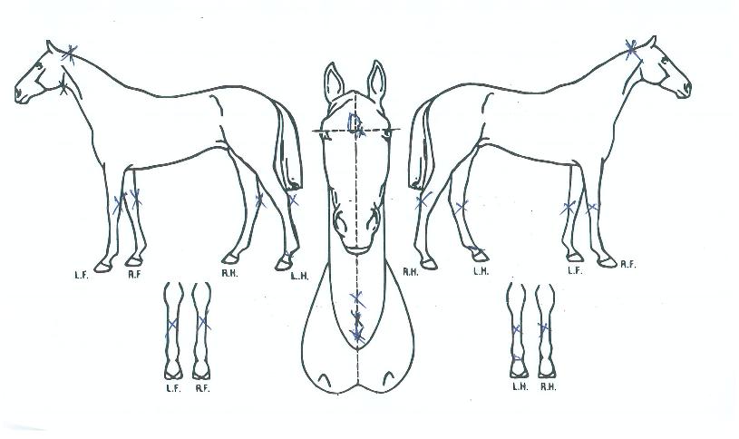 ¾Æ³¯¸®Æ¼ÄÃÀÇ Ãø¸é,¿ì¸é,µÞ¸é,µÎ»ó,´Ù¸®ÀÇ Æ¯Â¡µµÇØ