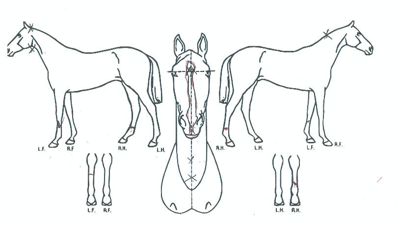 ���̿õ�ǹ��� ����,���,�޸�,�λ�,�ٸ��� Ư¡����