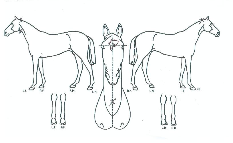 ¹Ùºñ½º»ç¿îµåÀÇ Ãø¸é,¿ì¸é,µÞ¸é,µÎ»ó,´Ù¸®ÀÇ Æ¯Â¡µµÇØ