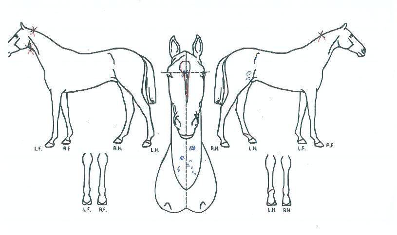 �����ѼҸ��� ����,���,�޸�,�λ�,�ٸ��� Ư¡����