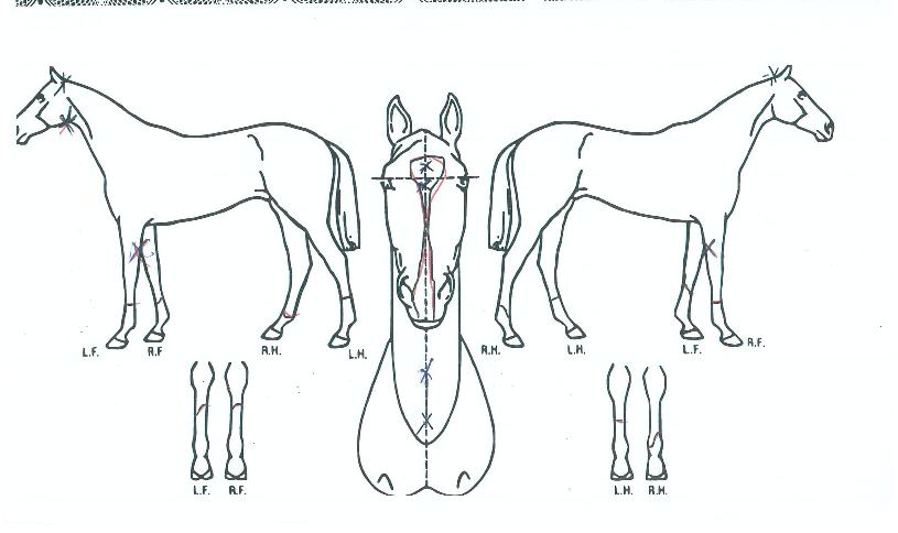 �����¡�轺�� ����,���,�޸�,�λ�,�ٸ��� Ư¡����