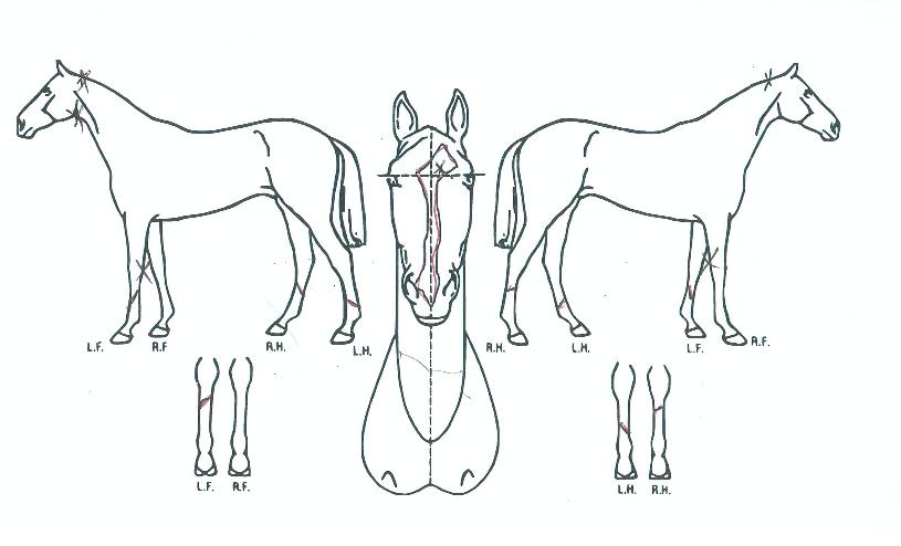 ����̴Ͼ��� ����,���,�޸�,�λ�,�ٸ��� Ư¡����