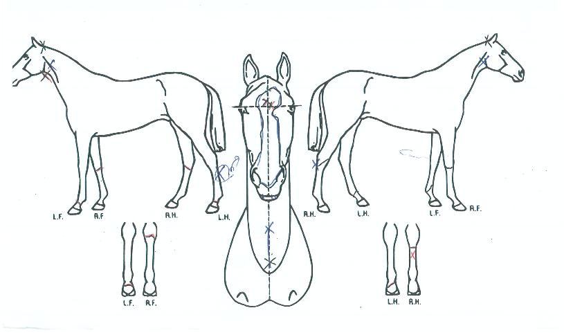 �ö��׺����� ����,���,�޸�,�λ�,�ٸ��� Ư¡����