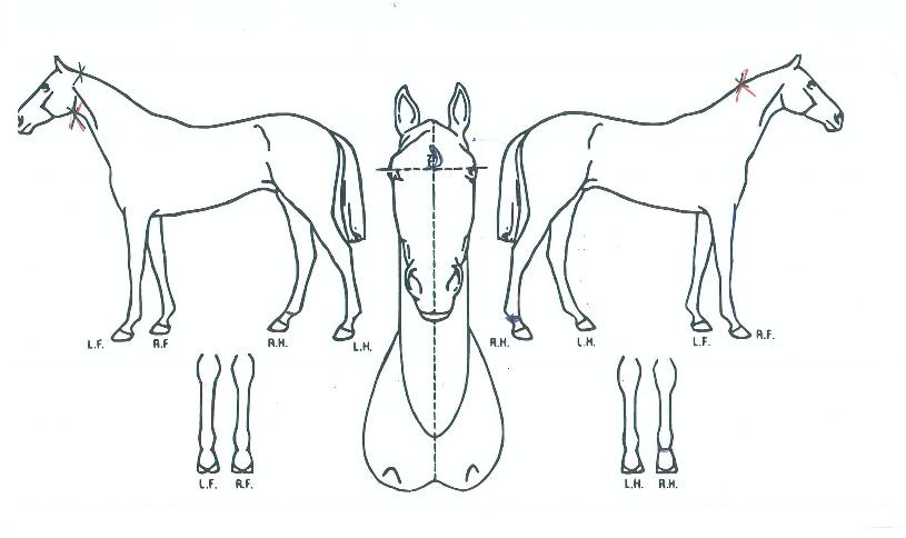 ��ũ�轺�� ����,���,�޸�,�λ�,�ٸ��� Ư¡����