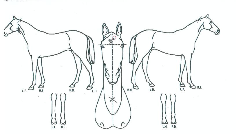 ����̳��� ����,���,�޸�,�λ�,�ٸ��� Ư¡����