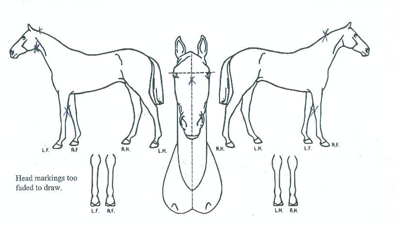 À̱۽º±×¸®ÇÁÅÍÀÇ Ãø¸é,¿ì¸é,µÞ¸é,µÎ»ó,´Ù¸®ÀÇ Æ¯Â¡µµÇØ