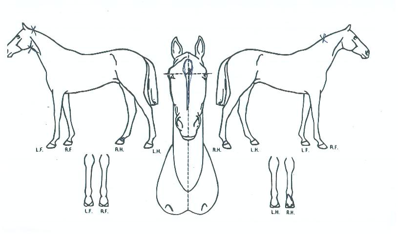 Àß·çÁöÀÇ Ãø¸é,¿ì¸é,µÞ¸é,µÎ»ó,´Ù¸®ÀÇ Æ¯Â¡µµÇØ