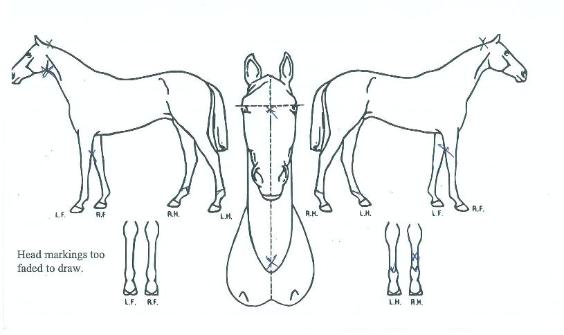 ¿À´õÆÄÁöºô¸®Æ¼½ºÀÇ Ãø¸é,¿ì¸é,µÞ¸é,µÎ»ó,´Ù¸®ÀÇ Æ¯Â¡µµÇØ