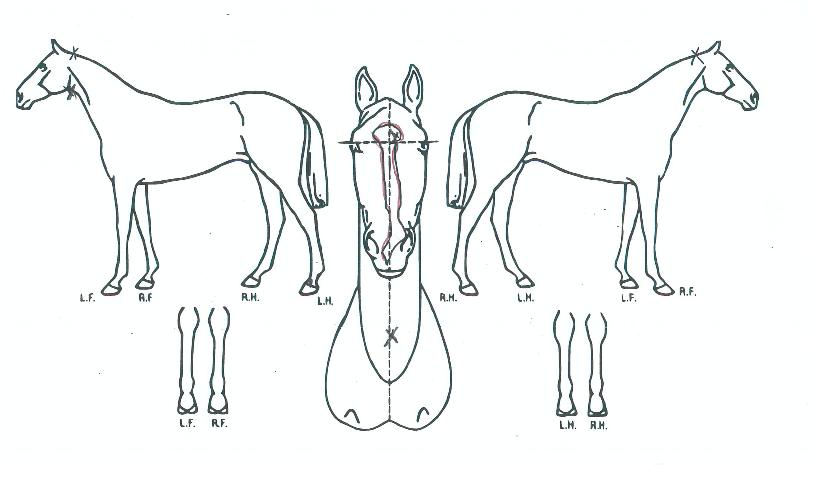 ���Ư���� ����,���,�޸�,�λ�,�ٸ��� Ư¡����