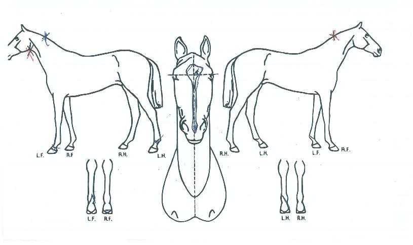 ´ÙÅ©Á¨Æ²¸ÇÀÇ Ãø¸é,¿ì¸é,µÞ¸é,µÎ»ó,´Ù¸®ÀÇ Æ¯Â¡µµÇØ