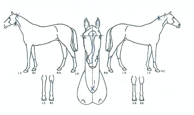 Ȳ���ǹ��� ����,���,�޸�,�λ�,�ٸ��� Ư¡����