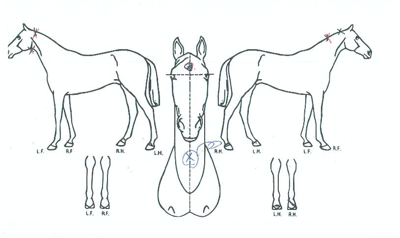 ¸¶ÇÏź»ýÀÇ Ãø¸é,¿ì¸é,µÞ¸é,µÎ»ó,´Ù¸®ÀÇ Æ¯Â¡µµÇØ