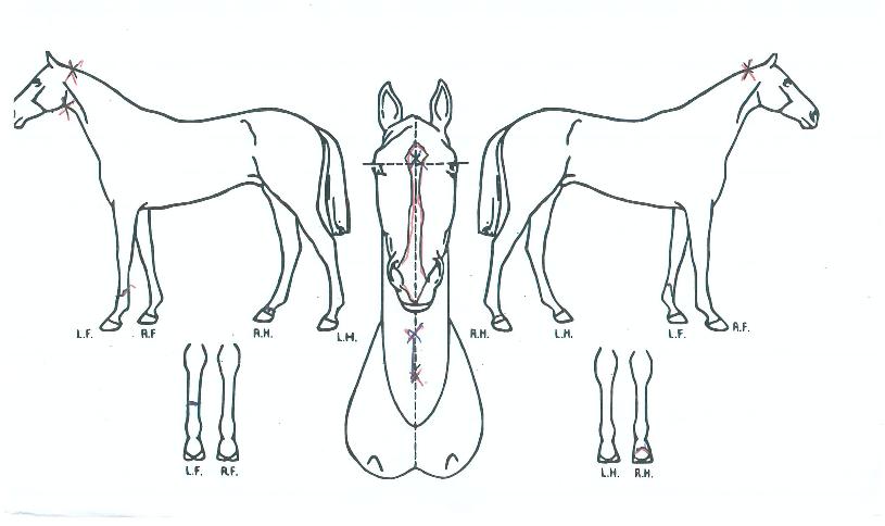 ¸¶ÀÌÆ¼¾ÅÀÇ Ãø¸é,¿ì¸é,µÞ¸é,µÎ»ó,´Ù¸®ÀÇ Æ¯Â¡µµÇØ