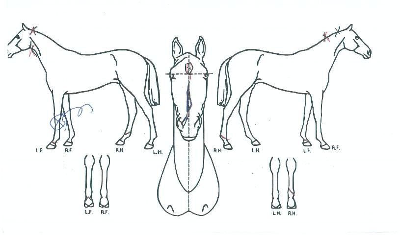 ³Ê¶ó´ÂÃàÁ¦ÀÇ Ãø¸é,¿ì¸é,µÞ¸é,µÎ»ó,´Ù¸®ÀÇ Æ¯Â¡µµÇØ