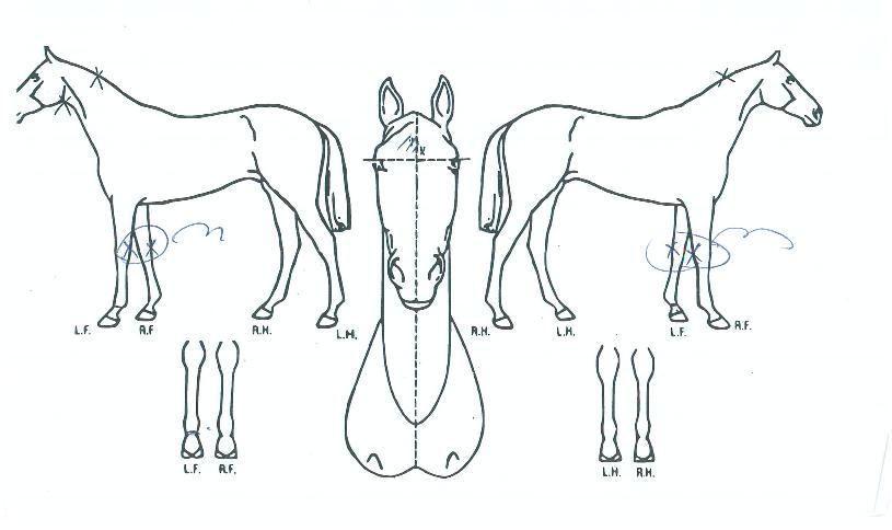 ¹Ì½ºÅÍÅͳÊÀÇ Ãø¸é,¿ì¸é,µÞ¸é,µÎ»ó,´Ù¸®ÀÇ Æ¯Â¡µµÇØ