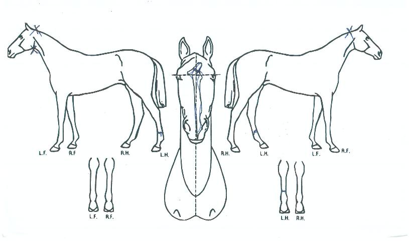 »ï»ïºòÅ丮ÀÇ Ãø¸é,¿ì¸é,µÞ¸é,µÎ»ó,´Ù¸®ÀÇ Æ¯Â¡µµÇØ