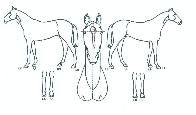 ���ۻ轺�� ����,���,�޸�,�λ�,�ٸ��� Ư¡����