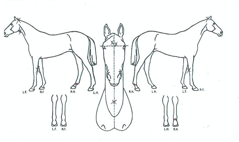 �������� ����,���,�޸�,�λ�,�ٸ��� Ư¡����