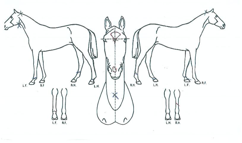 ¿Ã´ñüÀ̽ºÀÇ Ãø¸é,¿ì¸é,µÞ¸é,µÎ»ó,´Ù¸®ÀÇ Æ¯Â¡µµÇØ