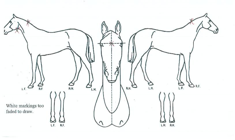 ¼ÒÁßÇѼø°£ÀÇ Ãø¸é,¿ì¸é,µÞ¸é,µÎ»ó,´Ù¸®ÀÇ Æ¯Â¡µµÇØ