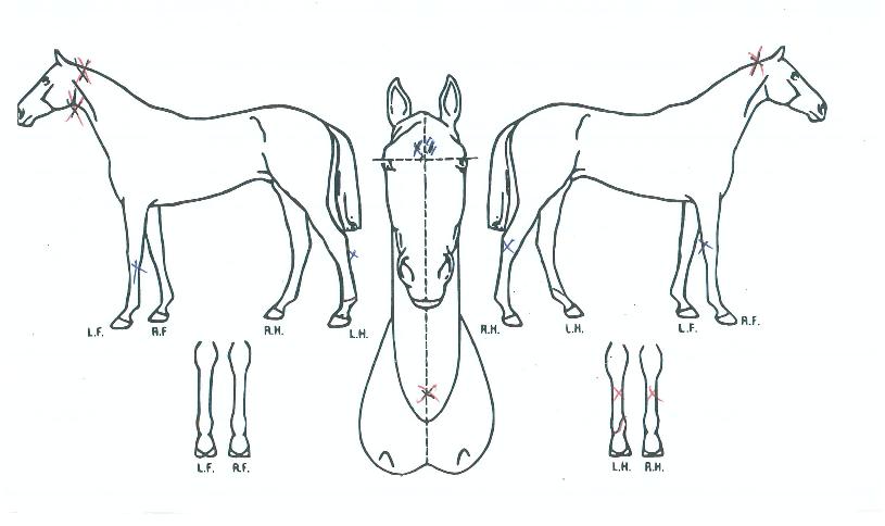 À̽ºÆ®ÆÈ·Î½ºÀÇ Ãø¸é,¿ì¸é,µÞ¸é,µÎ»ó,´Ù¸®ÀÇ Æ¯Â¡µµÇØ