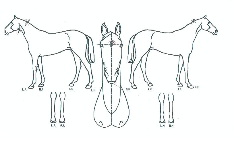 ½ºÇǵåÁ¶ÀÌÀÇ Ãø¸é,¿ì¸é,µÞ¸é,µÎ»ó,´Ù¸®ÀÇ Æ¯Â¡µµÇØ