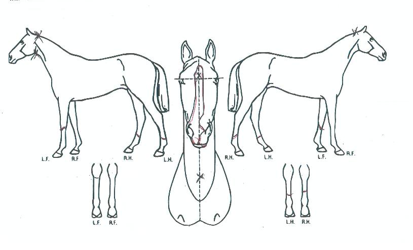 ¼¿ï¾öÁöÀÇ Ãø¸é,¿ì¸é,µÞ¸é,µÎ»ó,´Ù¸®ÀÇ Æ¯Â¡µµÇØ