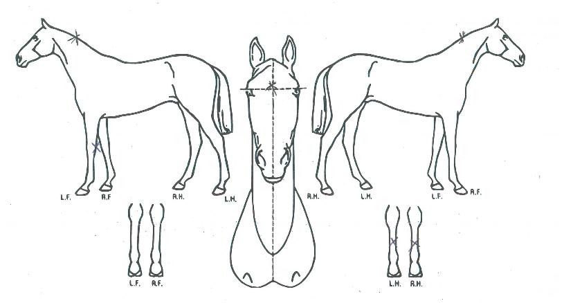 ÇØÇÇÀÌÁî±ÂÀÇ Ãø¸é,¿ì¸é,µÞ¸é,µÎ»ó,´Ù¸®ÀÇ Æ¯Â¡µµÇØ