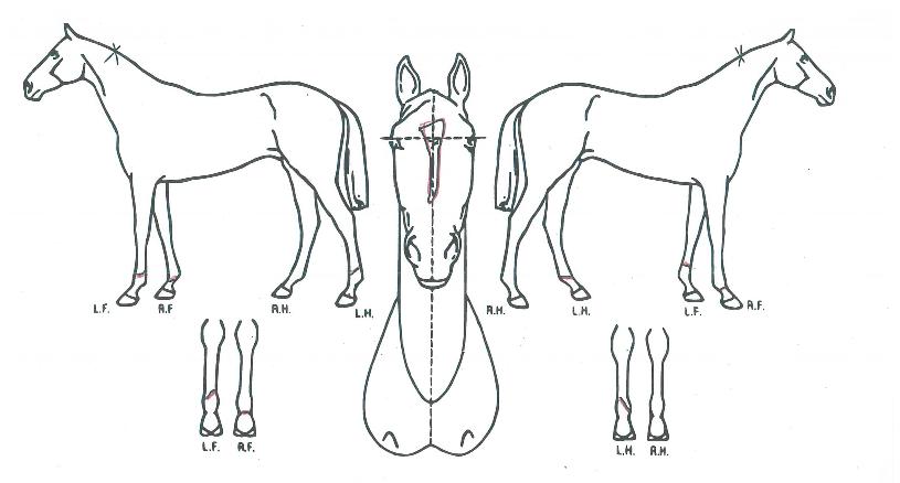 °©¿À¿ø´õÇ®ÀÇ Ãø¸é,¿ì¸é,µÞ¸é,µÎ»ó,´Ù¸®ÀÇ Æ¯Â¡µµÇØ