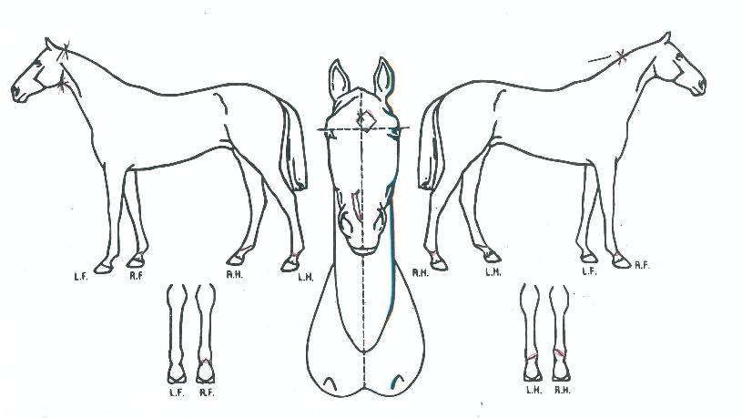 �����Ǵ����� ����,���,�޸�,�λ�,�ٸ��� Ư¡����