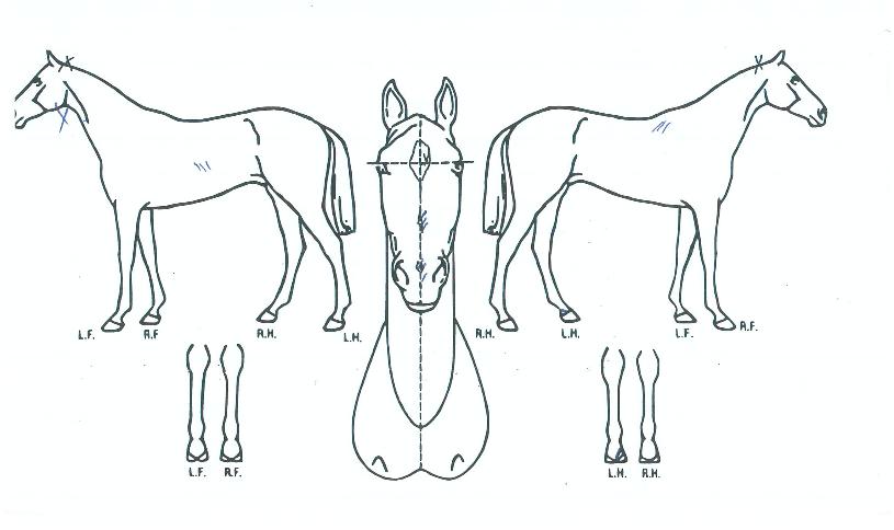 �����ɹ��� ����,���,�޸�,�λ�,�ٸ��� Ư¡����