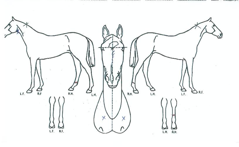 ������������ ����,���,�޸�,�λ�,�ٸ��� Ư¡����