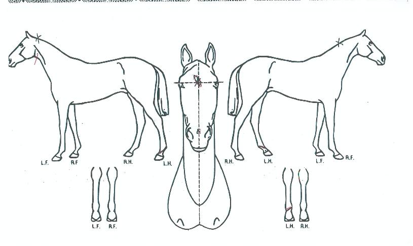 ���׺񵥿��� ����,���,�޸�,�λ�,�ٸ��� Ư¡����