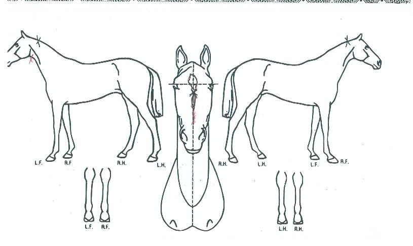 �佺�ڳ��Ĺ�� ����,���,�޸�,�λ�,�ٸ��� Ư¡����