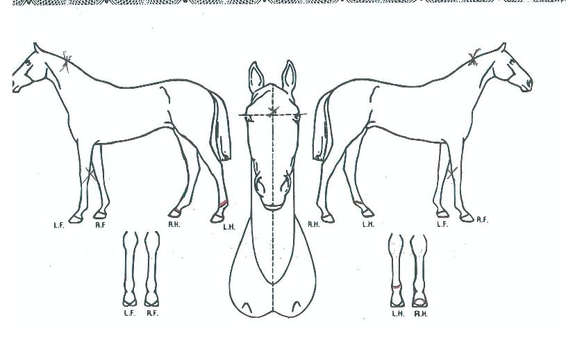 ���ǵ��ũ�� ����,���,�޸�,�λ�,�ٸ��� Ư¡����