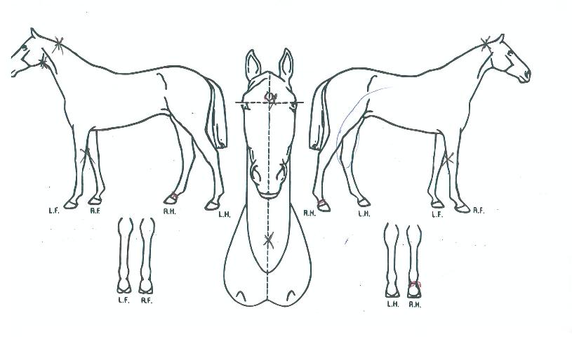 ��ó����괺������ ����,���,�޸�,�λ�,�ٸ��� Ư¡����