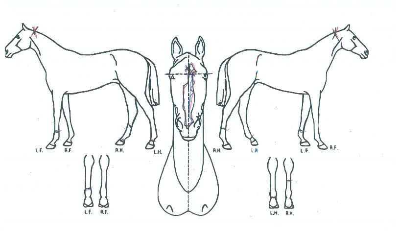 »õ·Î¿îÂüºûÀÇ Ãø¸é,¿ì¸é,µÞ¸é,µÎ»ó,´Ù¸®ÀÇ Æ¯Â¡µµÇØ