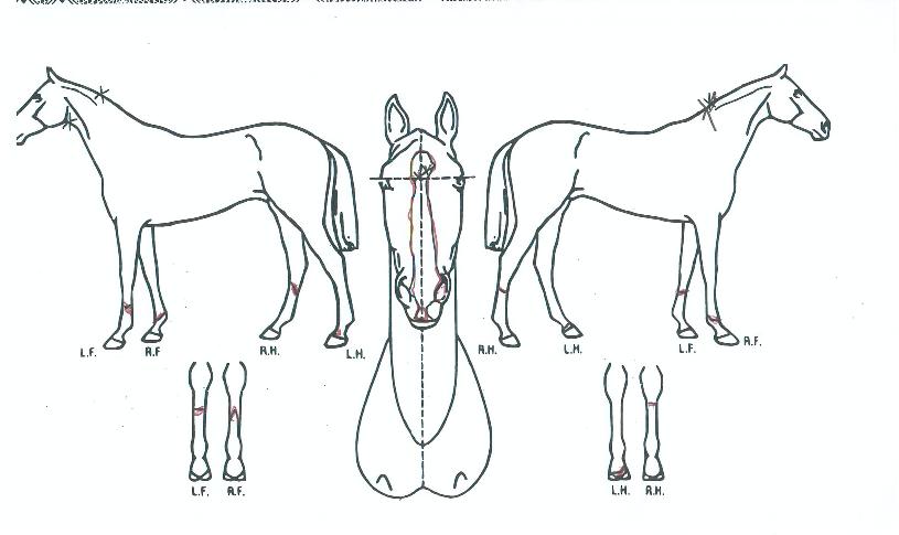 ¼±½ºÆÄÅ©ÀÇ Ãø¸é,¿ì¸é,µÞ¸é,µÎ»ó,´Ù¸®ÀÇ Æ¯Â¡µµÇØ