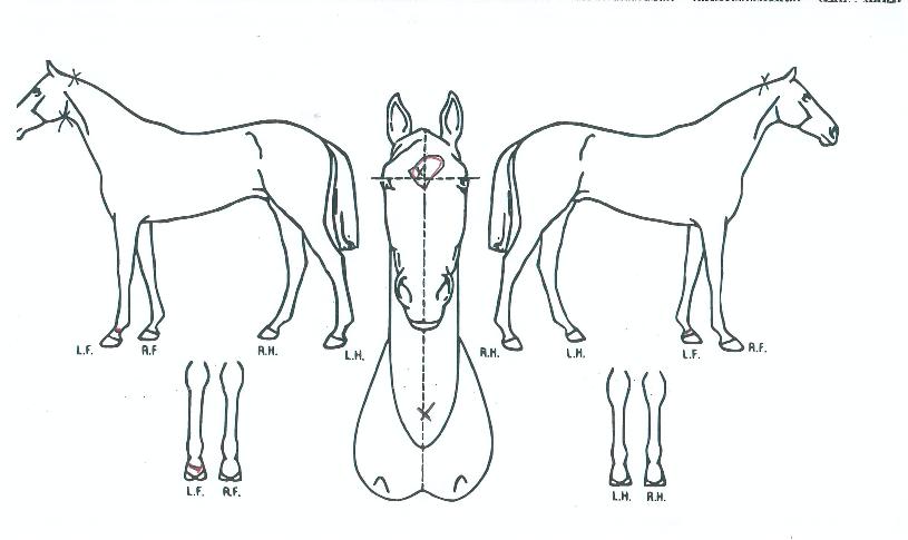 ���������� ����,���,�޸�,�λ�,�ٸ��� Ư¡����