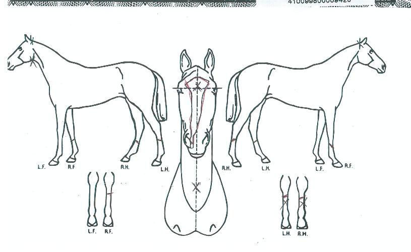 ���мǵ��� ����,���,�޸�,�λ�,�ٸ��� Ư¡����