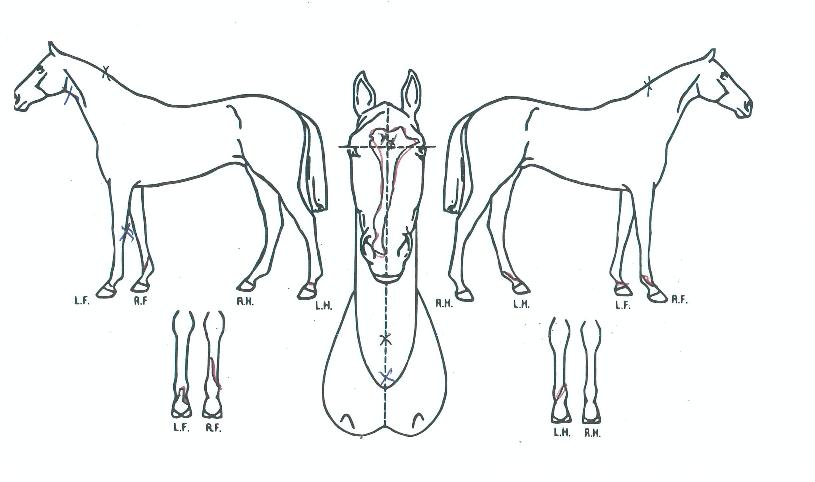 ����ŸƮ�� ����,���,�޸�,�λ�,�ٸ��� Ư¡����