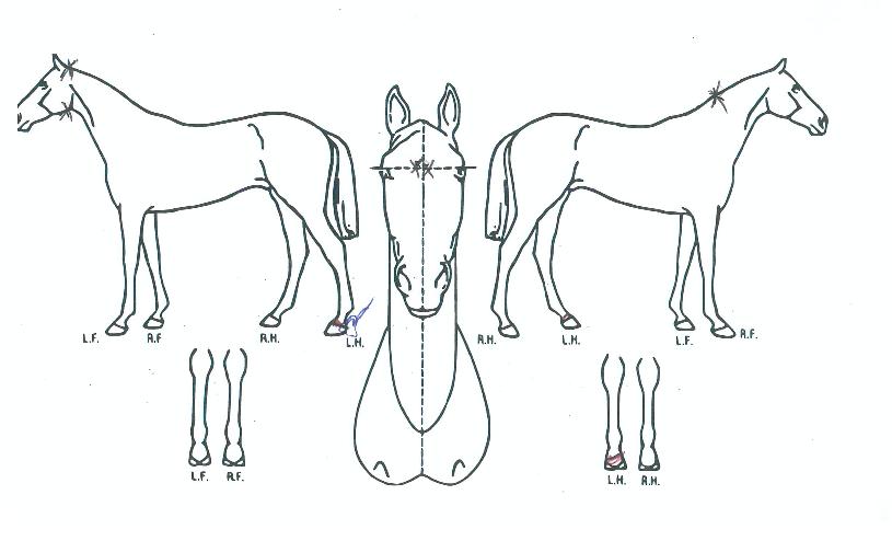 �ٺ�Ű�� ����,���,�޸�,�λ�,�ٸ��� Ư¡����