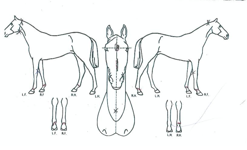 ÆÄÀ̳νºÅ¸ÀÇ Ãø¸é,¿ì¸é,µÞ¸é,µÎ»ó,´Ù¸®ÀÇ Æ¯Â¡µµÇØ