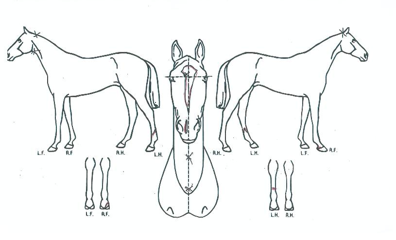 À£´Ï½ºÄÉÀÌÀÇ Ãø¸é,¿ì¸é,µÞ¸é,µÎ»ó,´Ù¸®ÀÇ Æ¯Â¡µµÇØ