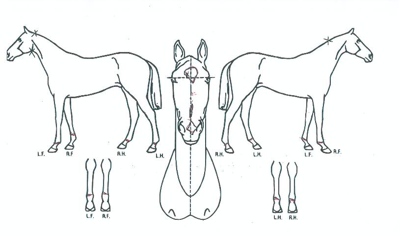 ���ʰ���� ����,���,�޸�,�λ�,�ٸ��� Ư¡����