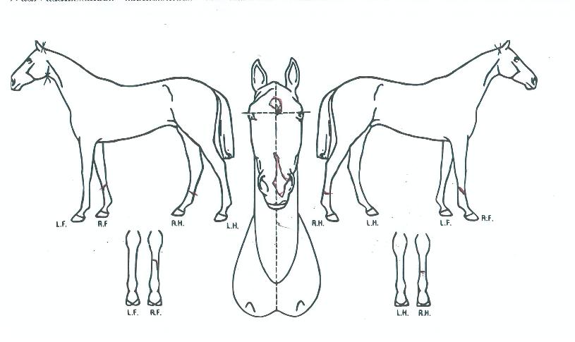 �ӴϺ����̵��� ����,���,�޸�,�λ�,�ٸ��� Ư¡����