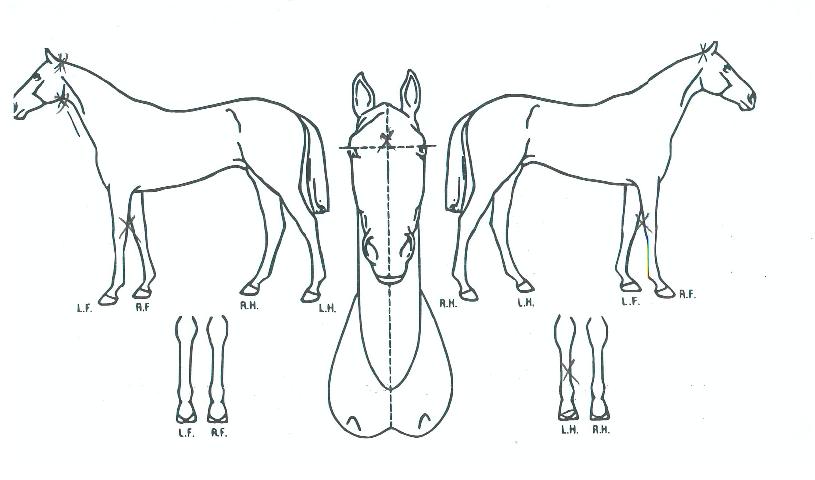 ¿øÀξîºô¸®¾ðÀÇ Ãø¸é,¿ì¸é,µÞ¸é,µÎ»ó,´Ù¸®ÀÇ Æ¯Â¡µµÇØ