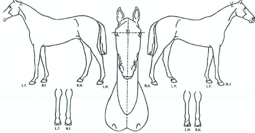 ÆÄÆÄ¼¦ÀÇ Ãø¸é,¿ì¸é,µÞ¸é,µÎ»ó,´Ù¸®ÀÇ Æ¯Â¡µµÇØ