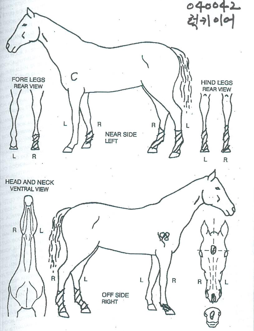 ��Ű�̾��� ����,���,�޸�,�λ�,�ٸ��� Ư¡����