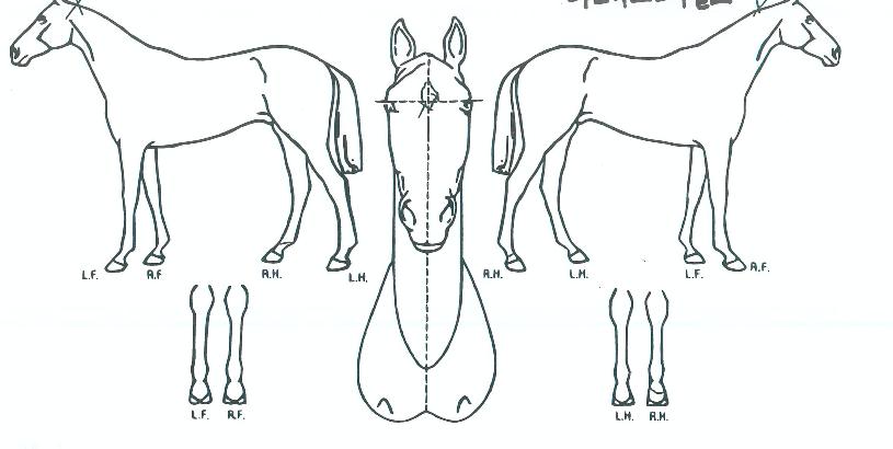 ´õÆ®·ç½º¿À¾î¿¤½ºÀÇ Ãø¸é,¿ì¸é,µÞ¸é,µÎ»ó,´Ù¸®ÀÇ Æ¯Â¡µµÇØ